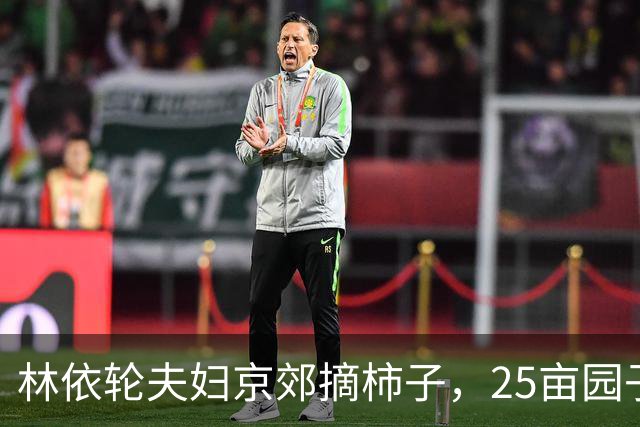 林依轮夫妇京郊摘柿子，25亩园子80多棵柿子树，喜获大丰收